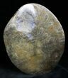 Free-Standing Polished Fossil Coral Display #25734-3